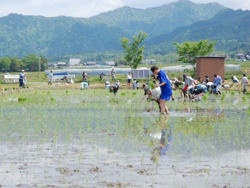 田植体験。お米も野菜もおいしい地域です!