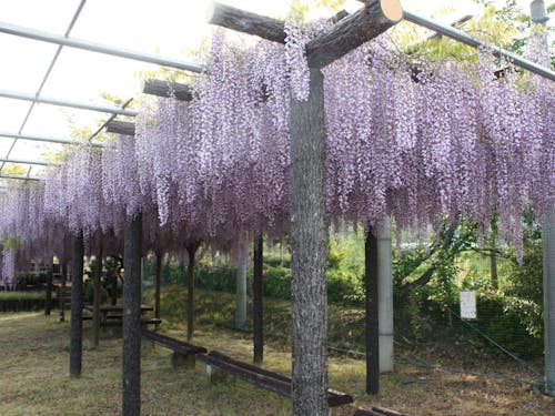 藤棚。しっとりした香りに癒されます。