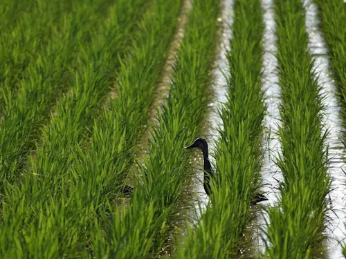 様似町では特別栽培米「アポイ米」の生産を行っています。