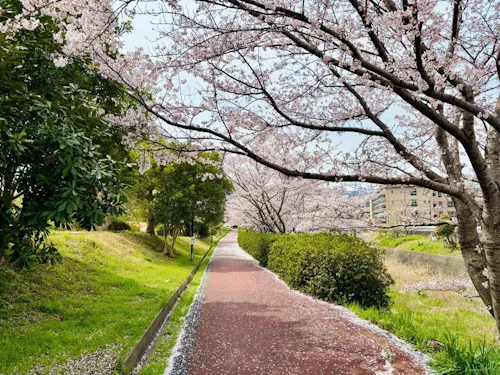 家棟川の桜並木