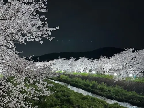 思川の桜並木。夜にはライトアップされます。