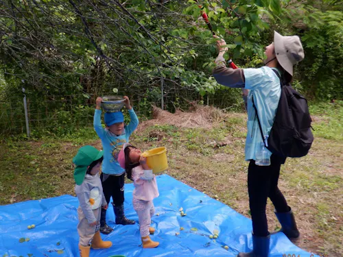 裏山に実るウメを収穫し、梅シロップをつくることも！