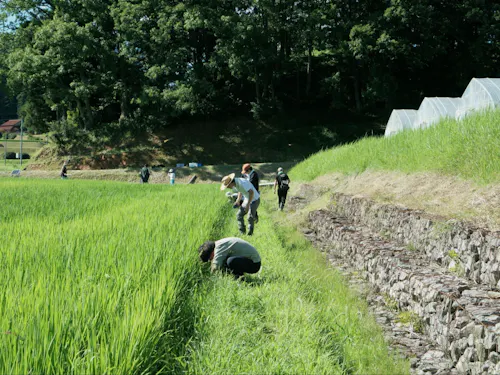 子供も大人も一緒に。田んぼの生き物調査へ