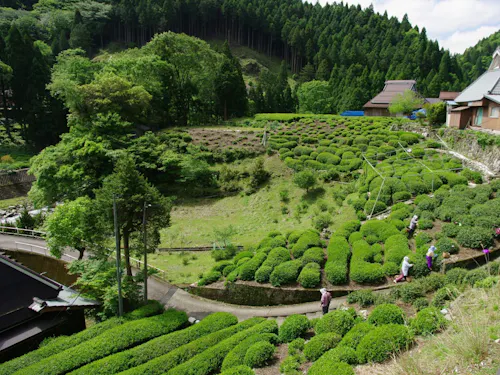 永源寺地区政所の茶畑