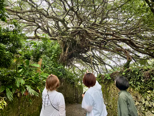 樹齢300年のガジュマル　暮らしのすぐそばに雄大な自然があります