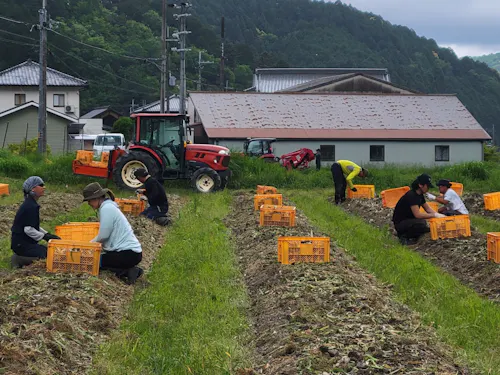 昨年のにんにくの収穫作業の様子