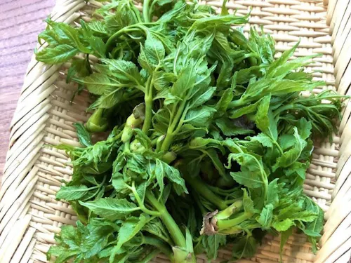 森の春を味わおう!