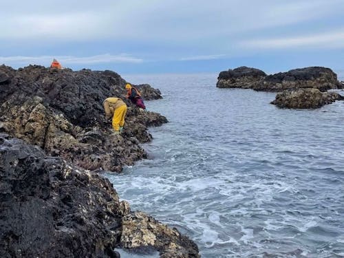 冬の波を避けながらの岩のり採り