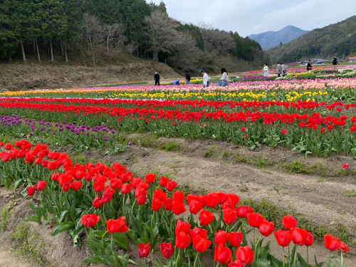 その時期のイベントが楽しめます（たんとうチューリップまつり／豊岡市）
