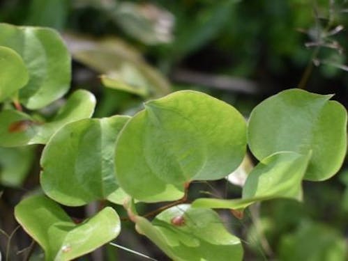 サルトリイバラ、ぼんがらの葉