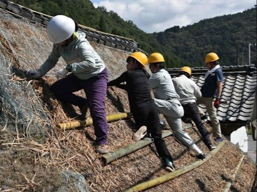 多賀町栗栖地区 茅葺屋根 麦も混ざっています