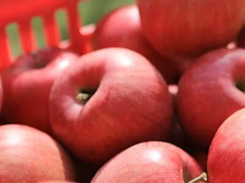 赤いりんごが実る様子は、ほんとうにかわいらしいのですよ！