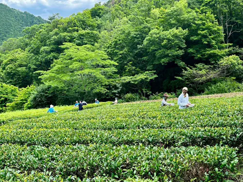 ㈱仙霊　茶園にて茶摘み体験🍃