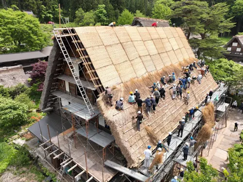 結による合掌家屋の屋根葺きの作業