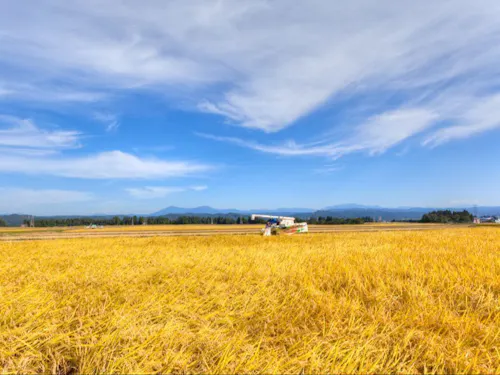 新潟県十日町市は魚沼産コシヒカリの産地として、高品質な農産品を生産しています。
