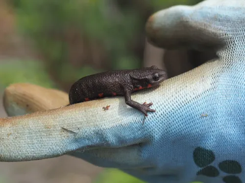 珍しい生き物も見れます