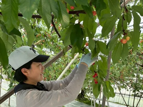 朝8時から夕方17時まで。農家さんのもとで汗を流す日々。