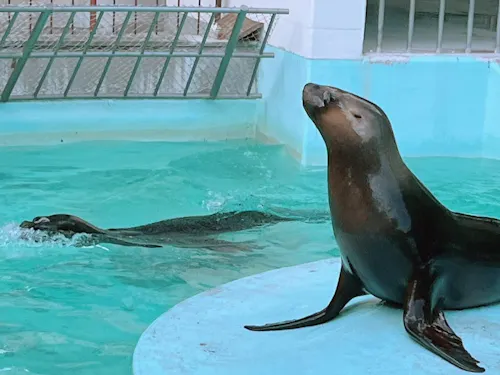 姫路動物園(オタリア)