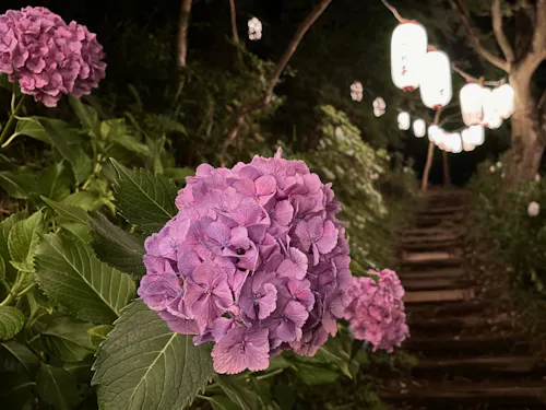 益子の6月を彩る、あじさい