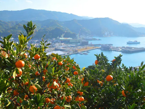 秋には、一面がオレンジ色に染まります。