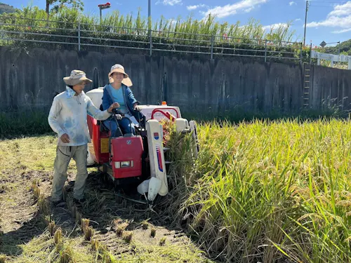 収穫体験の様子