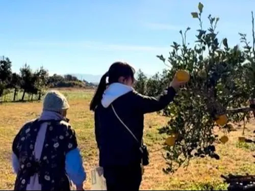 おばあちゃんちの庭のポメロ