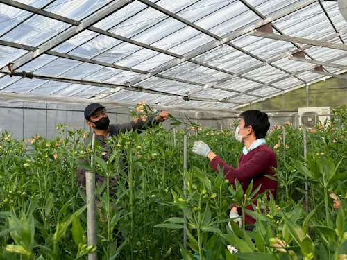 美しいアルストロメリアは、あたたかいハウスで育ちます