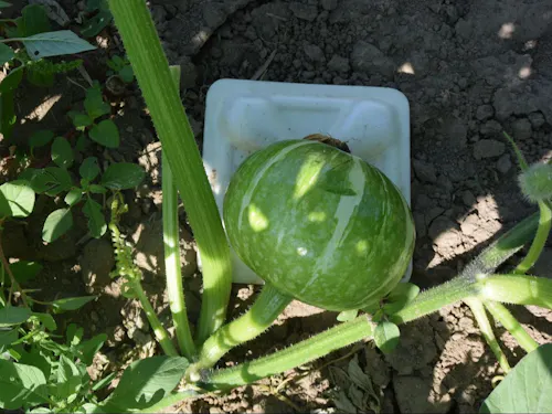 カボチャの台座敷き
