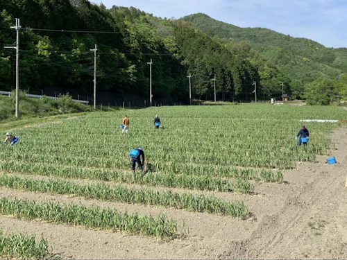 にんにくの芽摘み作業
