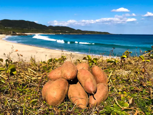 ミネラルたっぷりの安納芋!