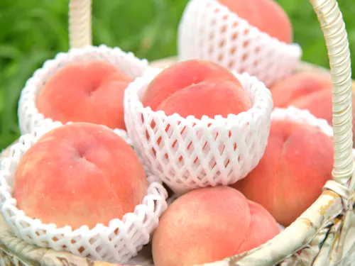 フルーツ王国・伊達市の“夏”といえば、桃。これから最盛期を迎えます