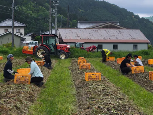 昨年のにんにくの収穫作業の様子