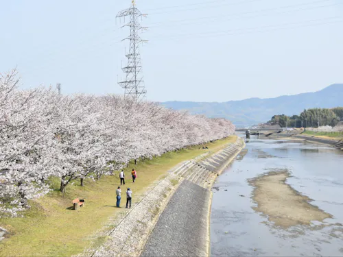町内を流れる田布施川沿いの桜並木🌸春にはたくさんの花見客で賑わいます!