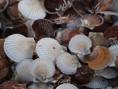 ホタテの稚貝 味噌汁に入れるととても美味しいです!