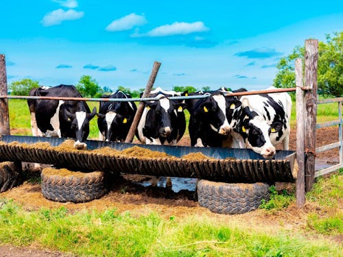 牛の飼育頭数、生乳生産量で日本一を誇る別海町。