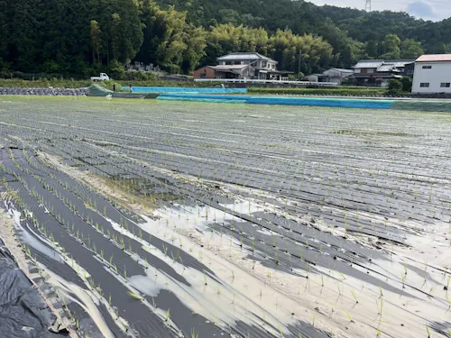 作業内容は、紙マルチの運搬や苗の運搬・補充