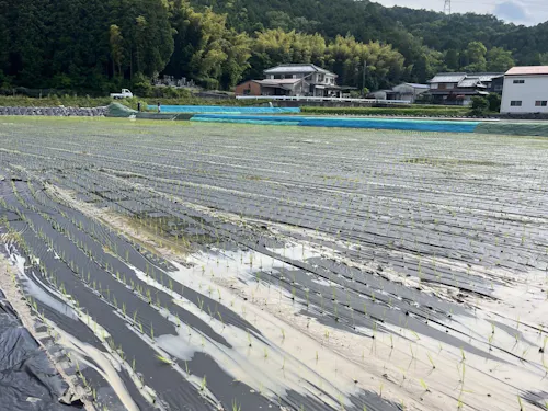 作業内容は、紙マルチの運搬や苗の運搬・補充