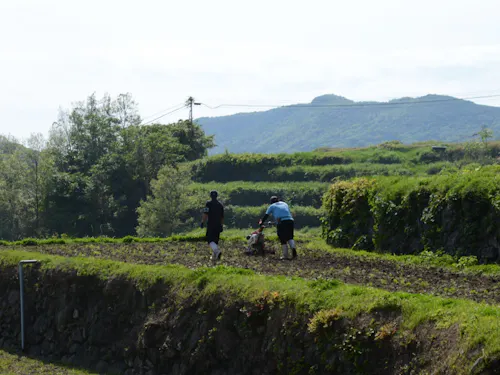棚田での作業風景