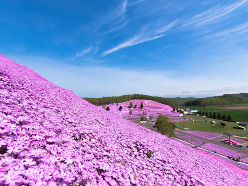 満開の芝桜