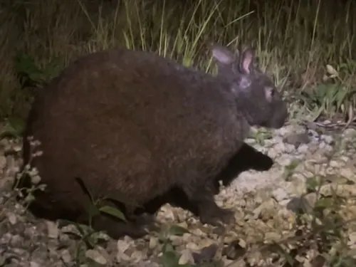 アマミノクロウサギ