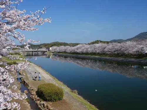 1.5kmの桜並木が続く田布施川🌸