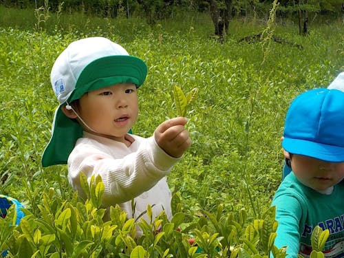 季節によっては地域の産業「お茶摘み」も体験できるかも?
