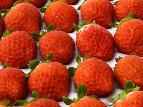 真っ赤ないちご 美しい🍓