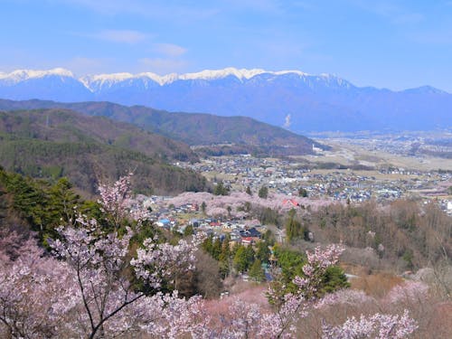 ふるさとワーホリで伊那に来るころは春🌸アルプスの雪と桜の協演の美しさたるや!