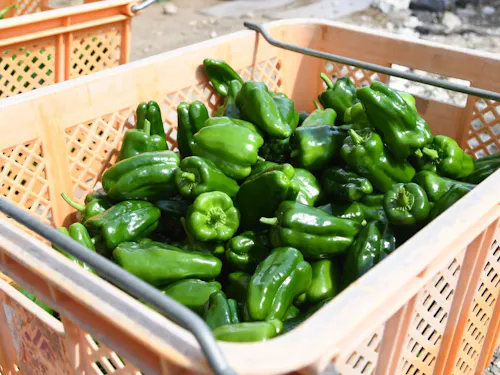 田村市の代表野菜①:ピーマン