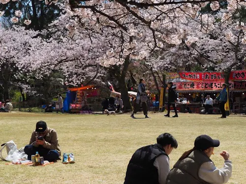「日本さくら名所100選」にも選ばれている高岡古城公園