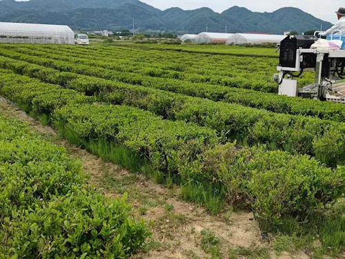 未来予想図「お茶畑」