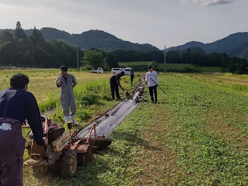 農業の取組み さつま芋の畝立て 品種は黄金千貫(芋焼酎の原材料)