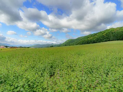 夏には町のあちこちに、ハッカの爽やかな香り。