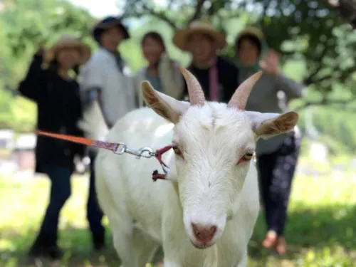 【7月4日(土)~5日(日)開催】紀宝町で暮らす人と生き物とふれあう2日間